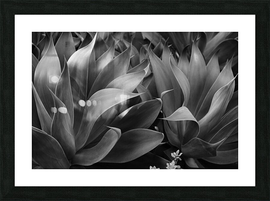 2504118 :: Framed Print
