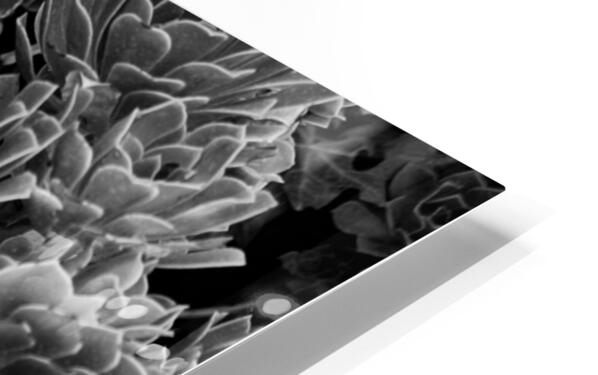 2507303 :: HD Sublimation Metal Print
