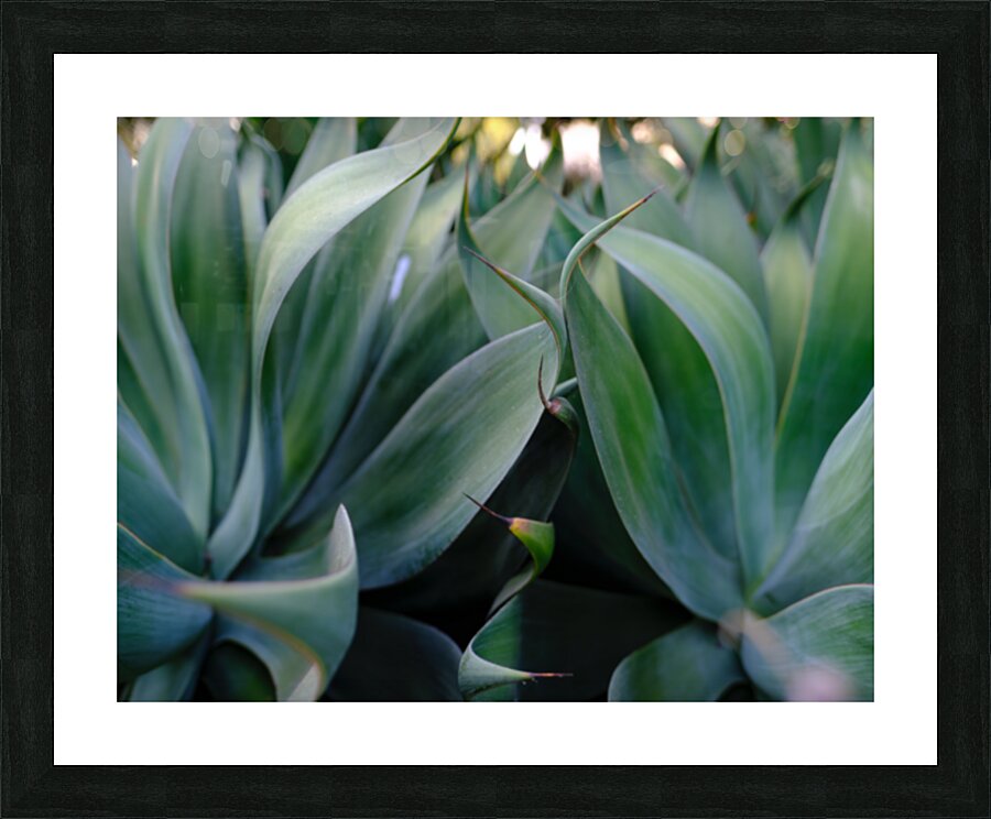 2472622 :: Framed Print