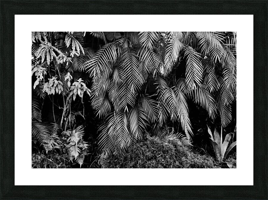 2474294 :: Framed Print