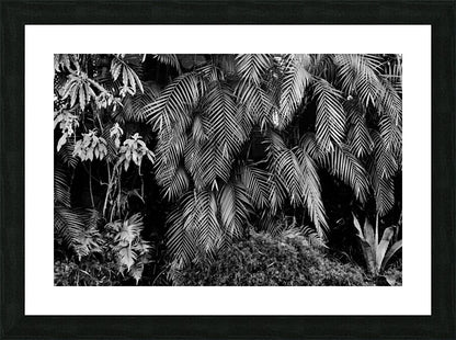 2474294 :: Framed Print