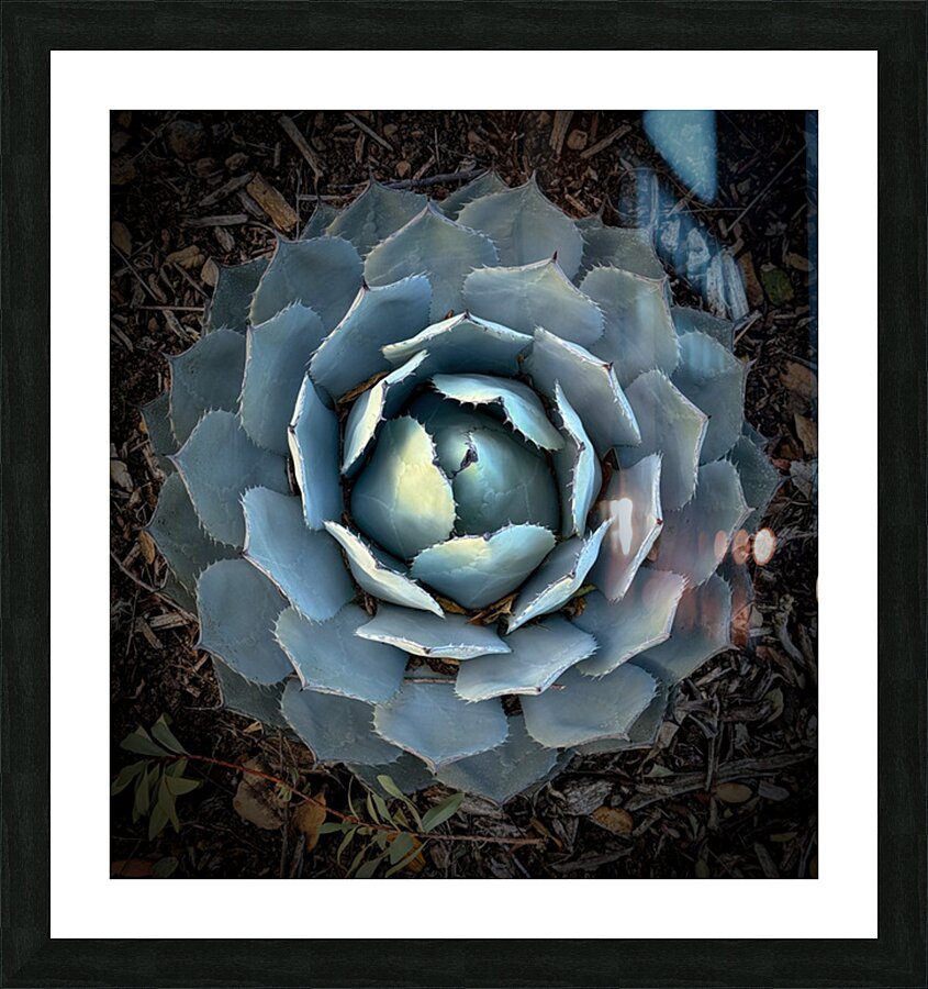 2504115 :: Framed Print