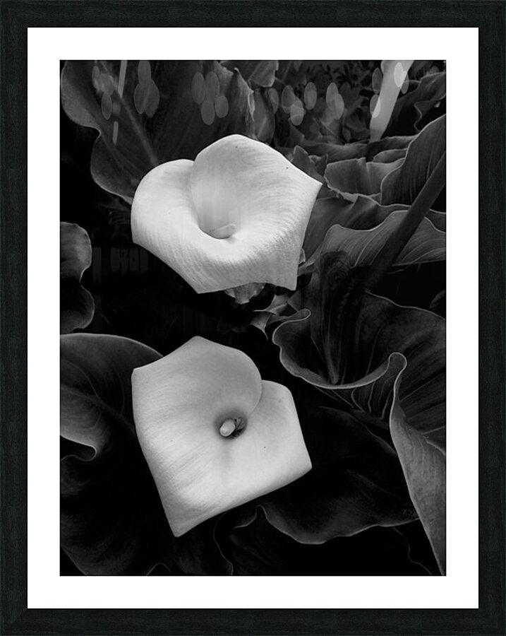 2504117 :: Framed Print