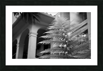2504119 :: Framed Print
