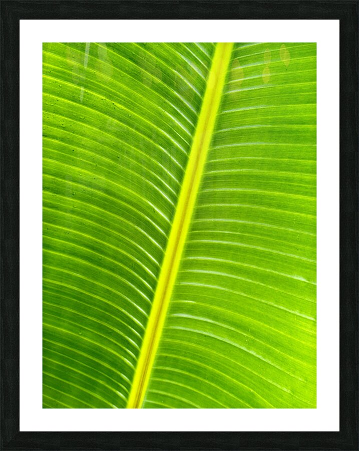 2504120 :: Framed Print