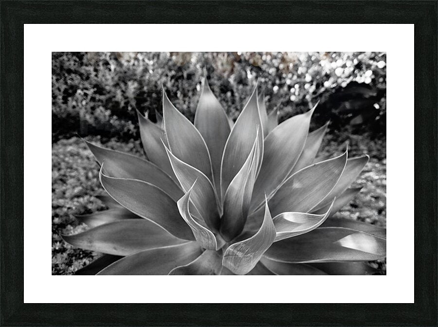 2504122 :: Framed Print