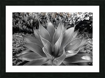 2504122 :: Framed Print