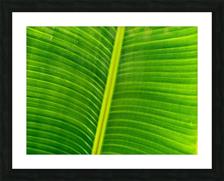 2504123 :: Framed Print