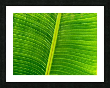 2504123 :: Framed Print