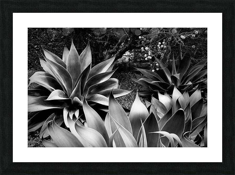 2504125 :: Framed Print
