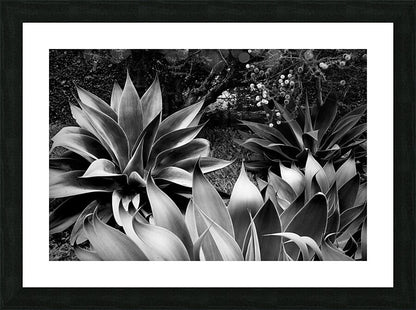 2504125 :: Framed Print