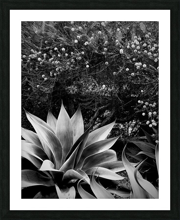 2504126 :: Framed Print
