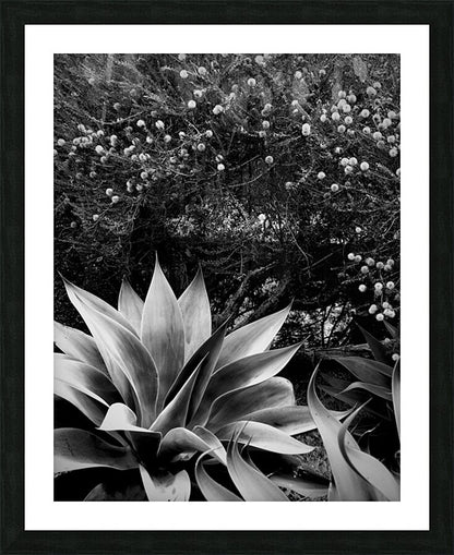 2504126 :: Framed Print