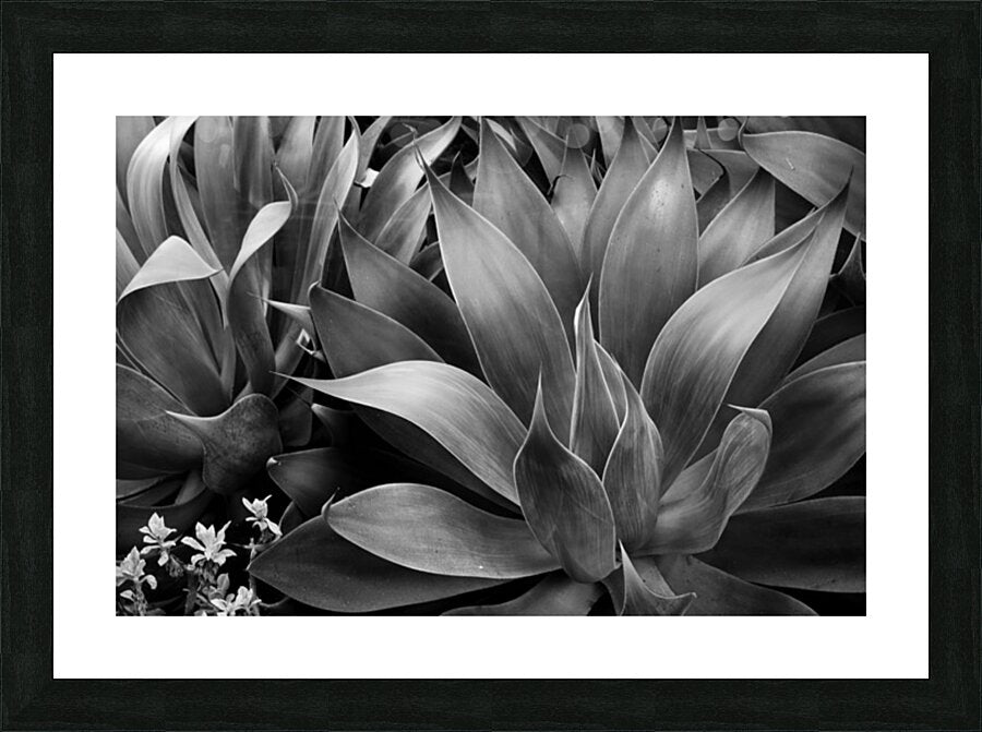 2506832 :: Framed Print