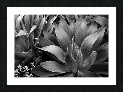 2506832 :: Framed Print