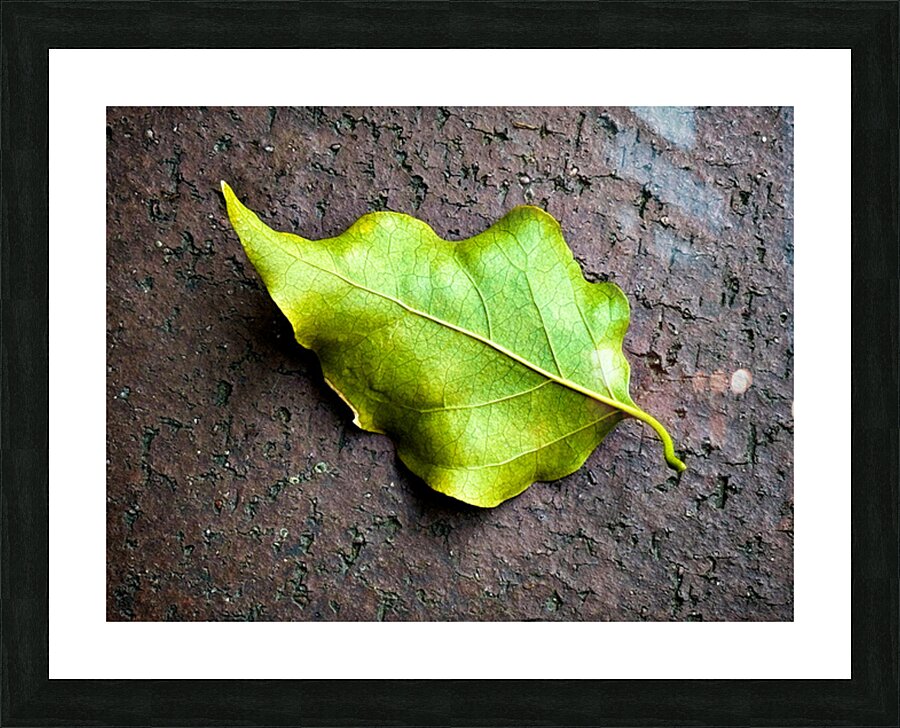 2507300 :: Framed Print