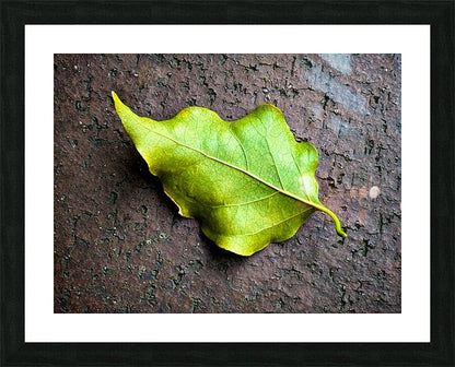 2507300 :: Framed Print