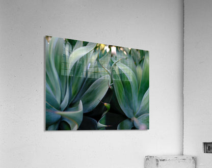 2472622 :: Acrylic Print