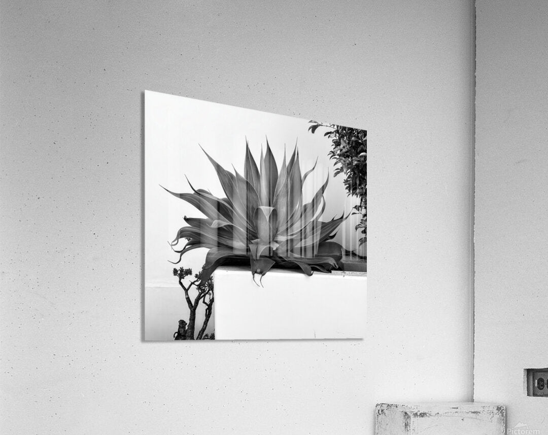 2472630 :: Acrylic Print