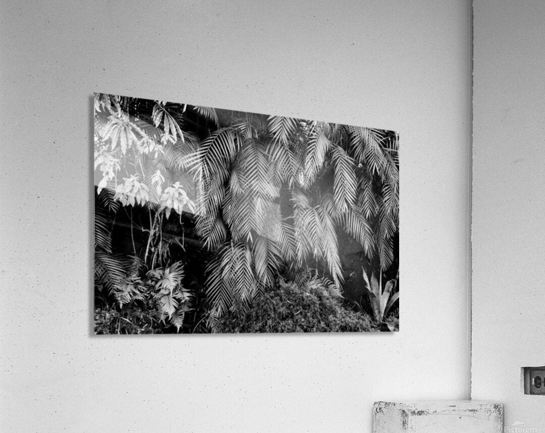2474294 :: Acrylic Print