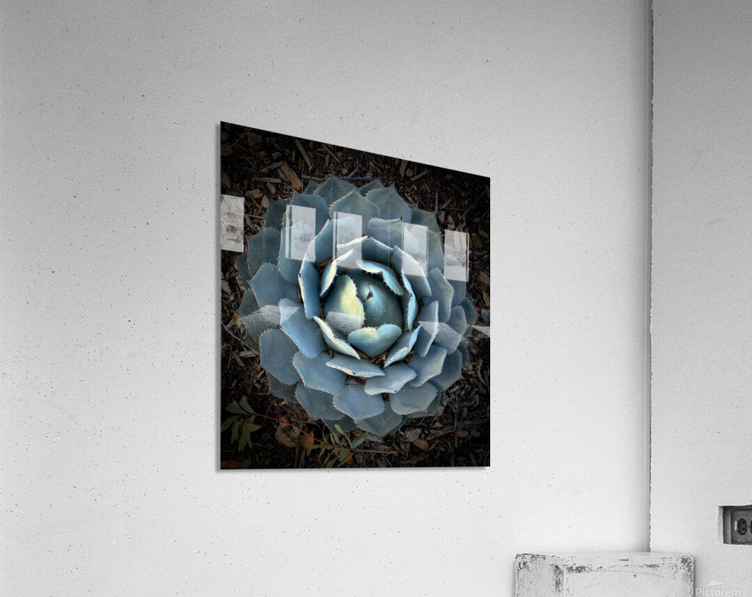 2504115 :: Acrylic Print