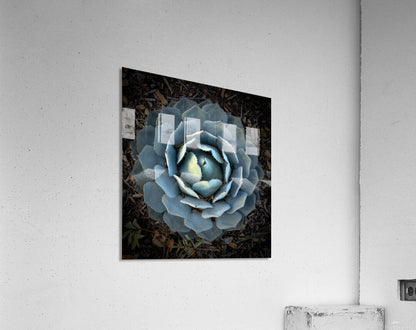 2504115 :: Acrylic Print