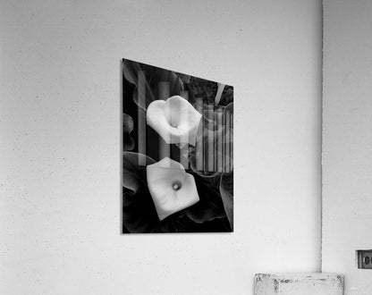 2504117 :: Acrylic Print