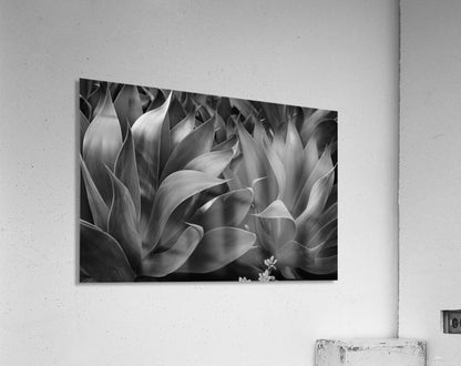 2504118 :: Acrylic Print