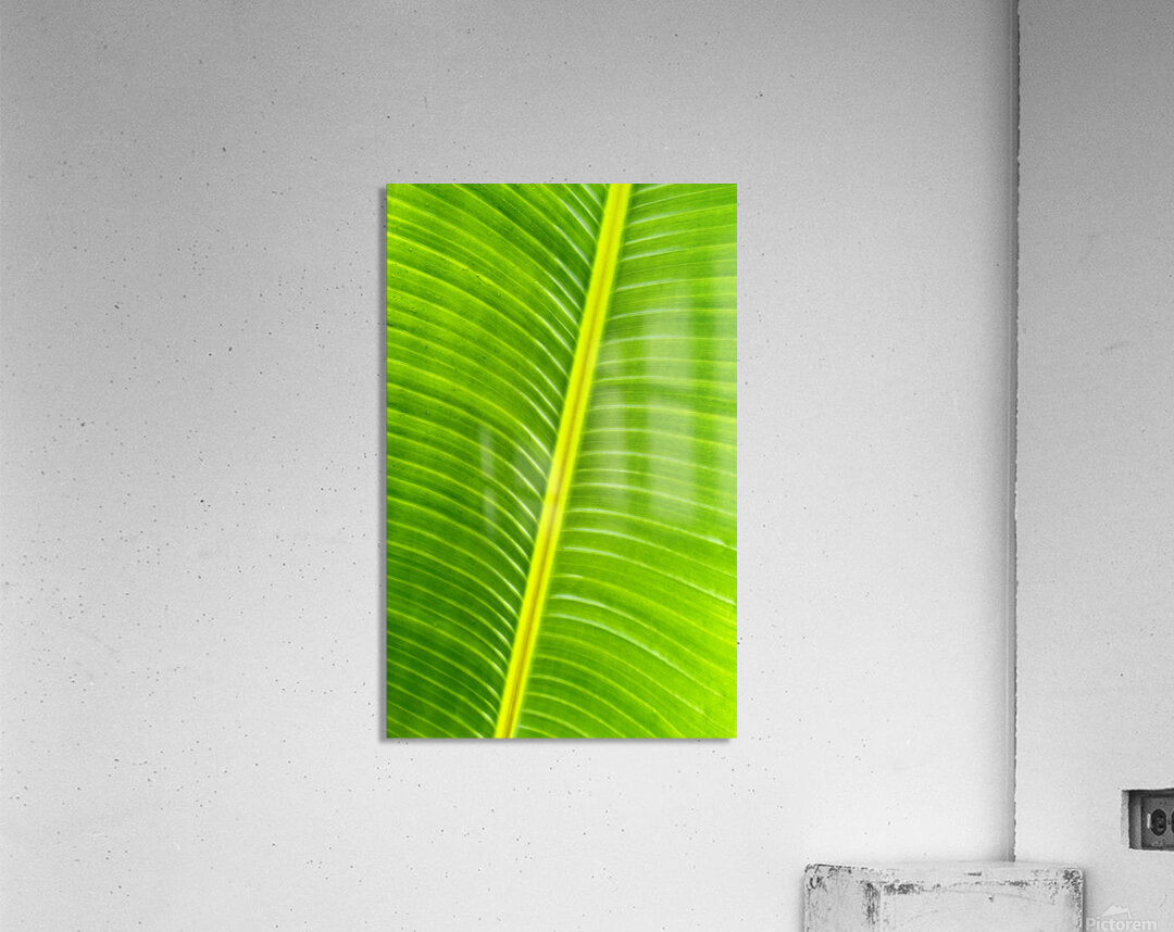 2504120 :: Acrylic Print