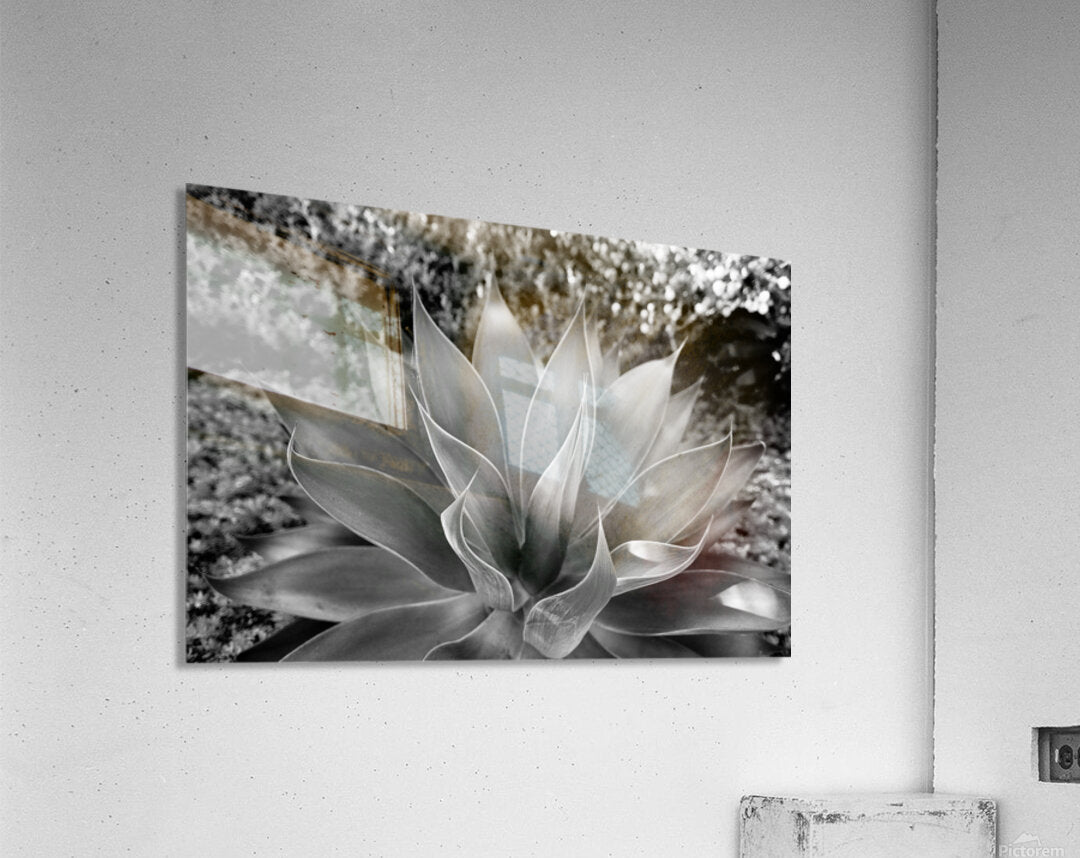 2504122 :: Acrylic Print