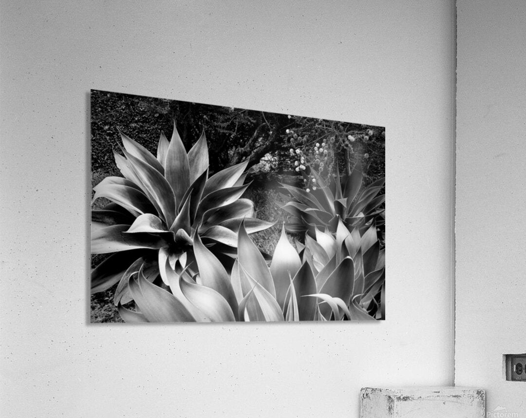 2504125 :: Acrylic Print