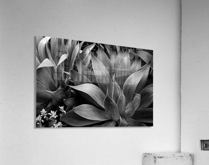 2506832 :: Acrylic Print