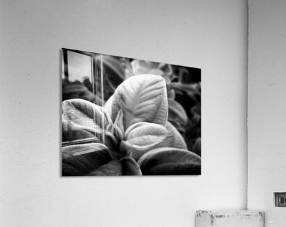 2507310 :: Acrylic Print