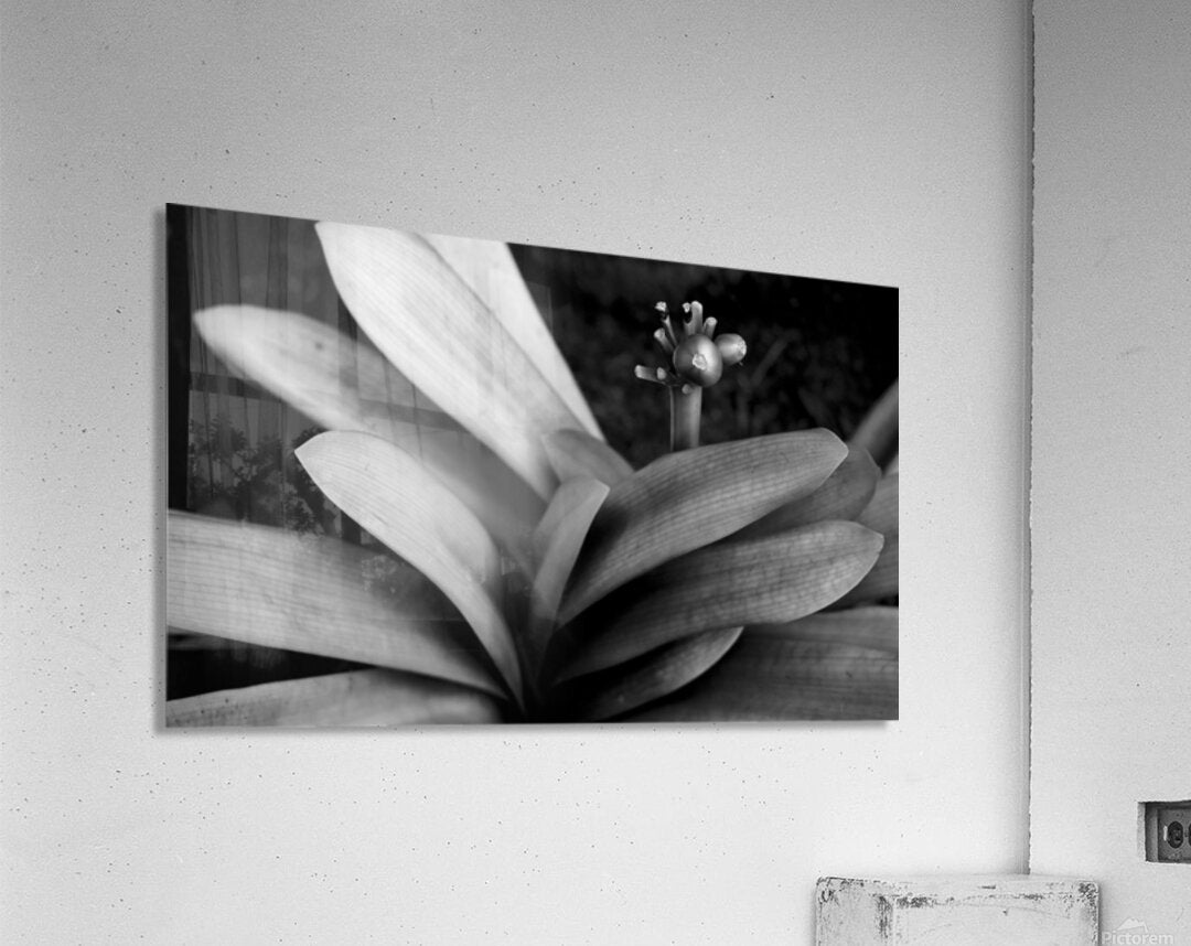 2507311 :: Acrylic Print