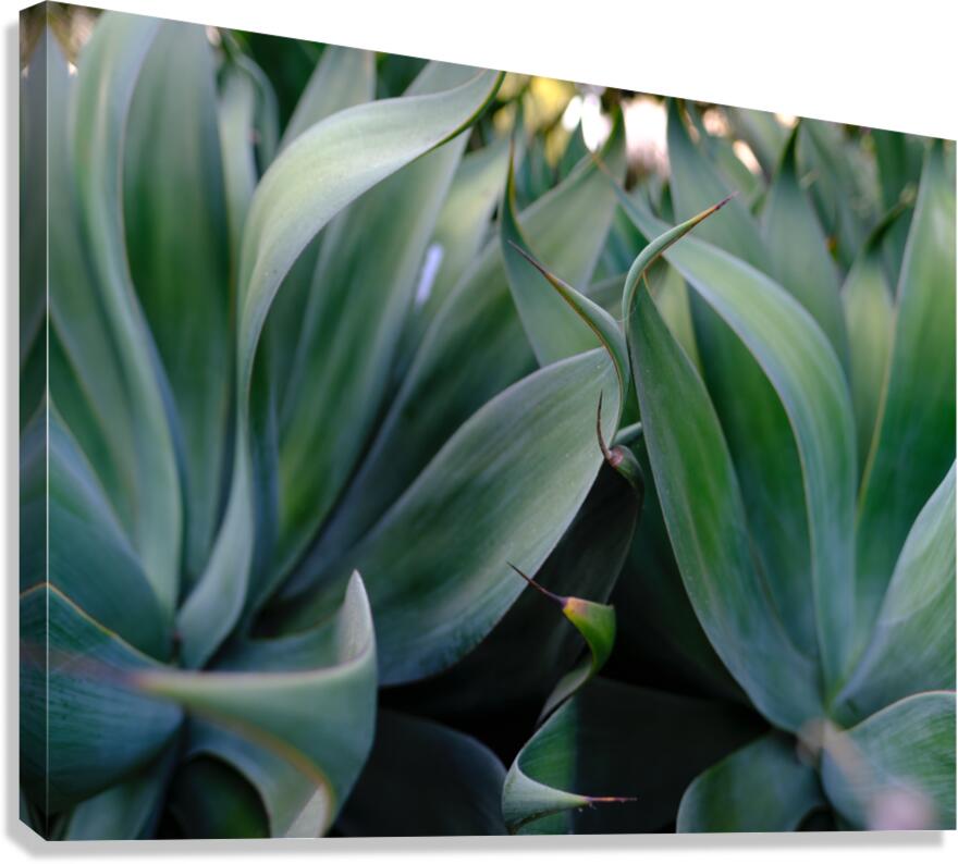 2472622 :: Giclée Stretched Canvas Print