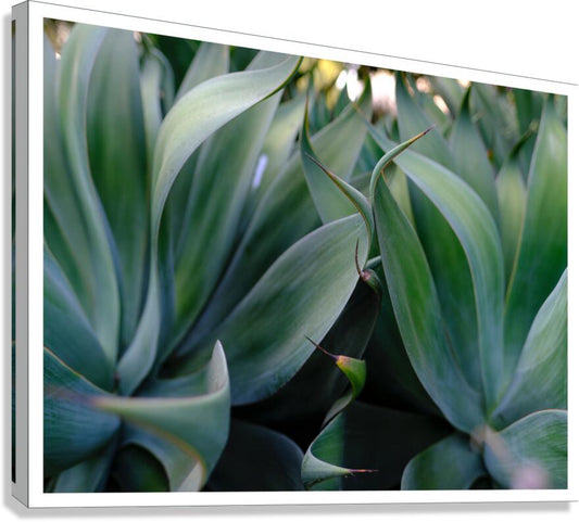 2472622 :: Giclée Stretched Canvas Print