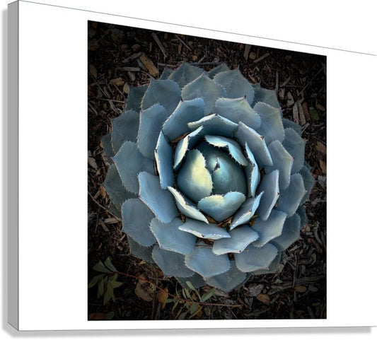 2472624 :: Giclée Stretched Canvas Print