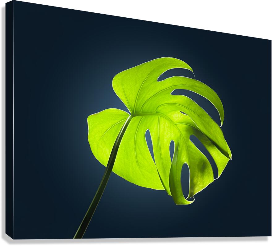 2472625 :: Giclée Stretched Canvas Print