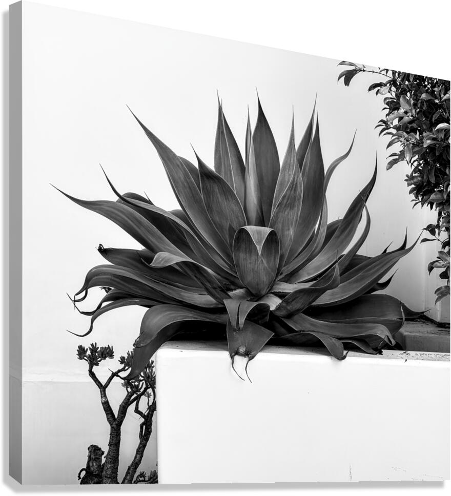 2472630 :: Giclée Stretched Canvas Print