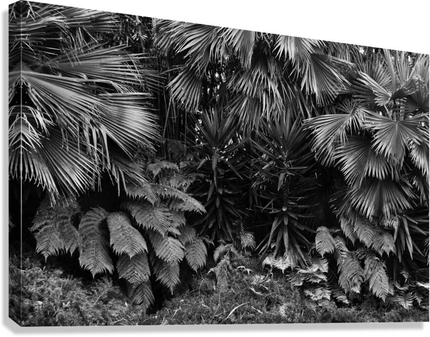 2474293 :: Giclée Stretched Canvas Print