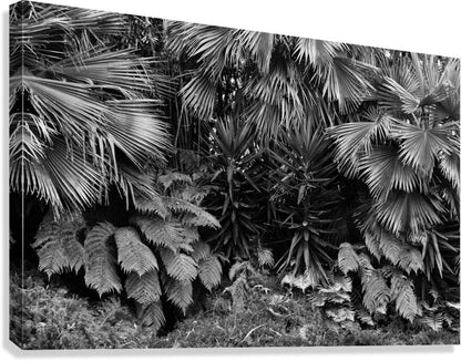 2474293 :: Giclée Stretched Canvas Print