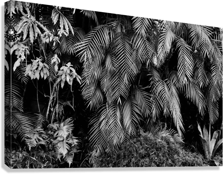 2474294 :: Giclée Stretched Canvas Print