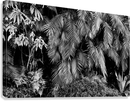 2474294 :: Giclée Stretched Canvas Print