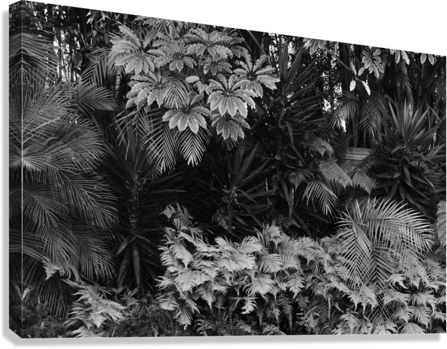 2474296 :: Giclée Stretched Canvas Print