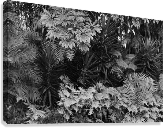 2474296 :: Giclée Stretched Canvas Print