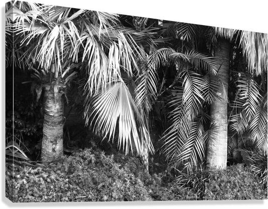 2474316 :: Giclée Stretched Canvas Print