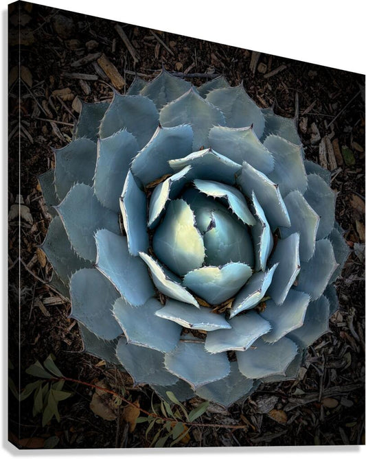 2504115 :: Giclée Stretched Canvas Print