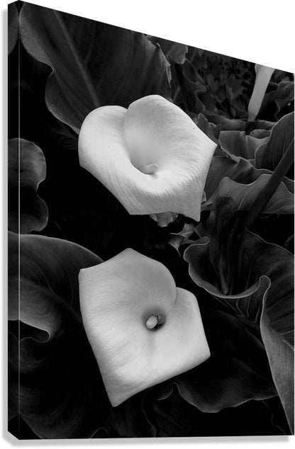 2504117 :: Giclée Stretched Canvas Print