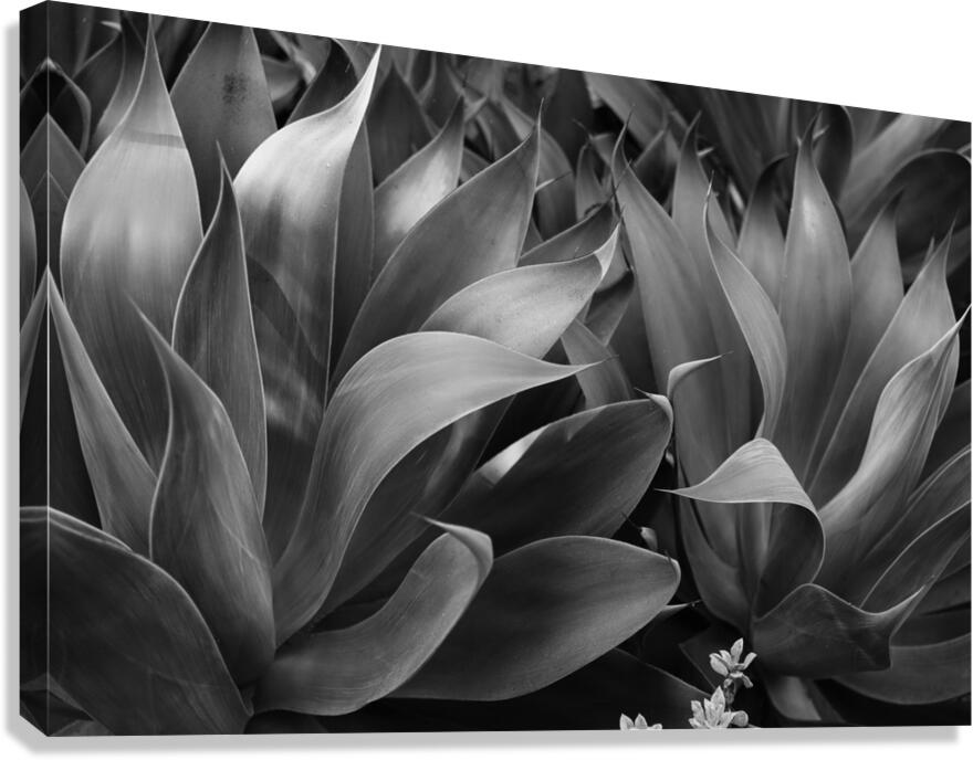 2504118 :: Giclée Stretched Canvas Print