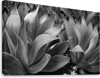 2504118 :: Giclée Stretched Canvas Print